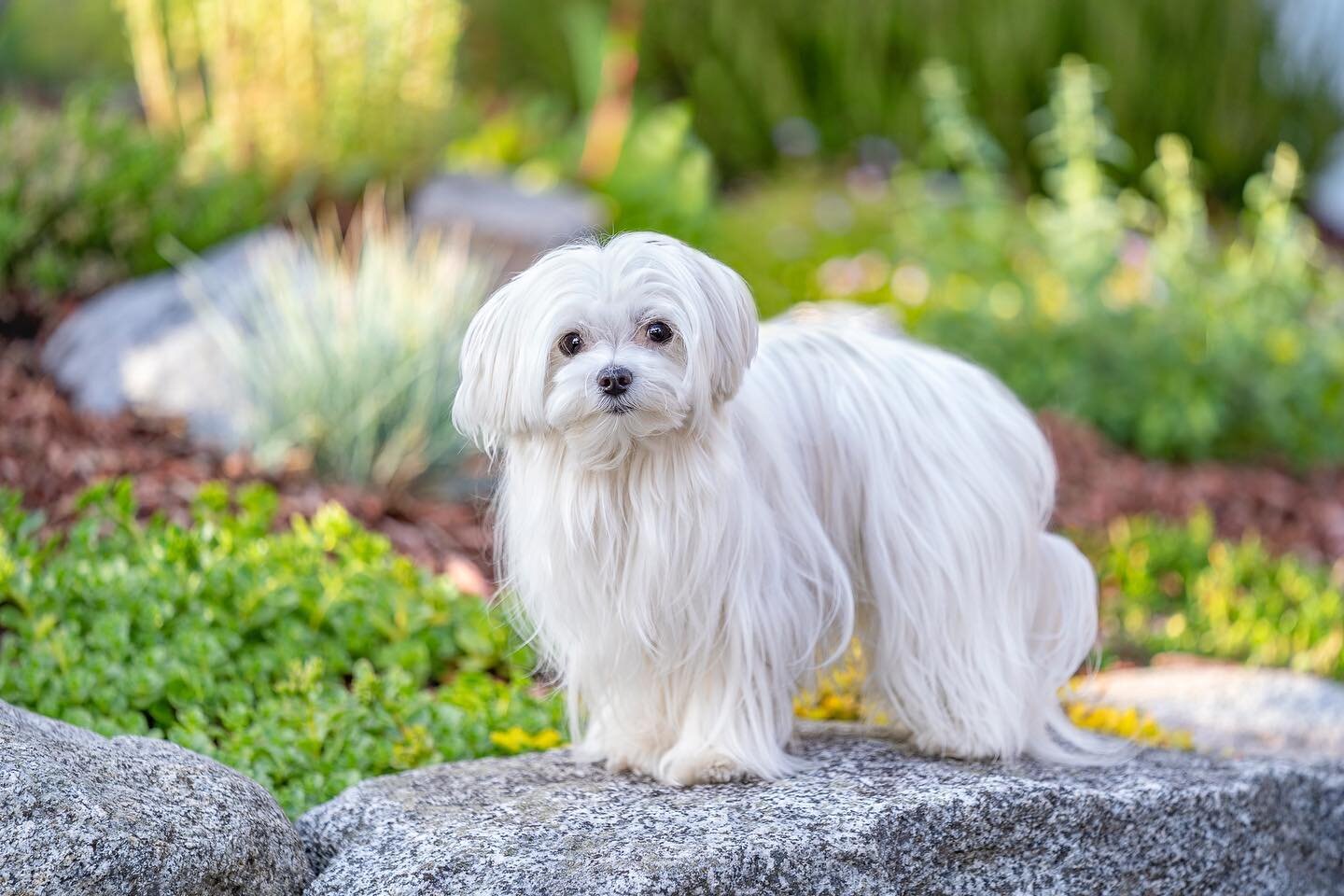 Meet Halle Berry 😍a teacup Maltese that&rsquo;s is 3 pounds of pure beauty! 

She&rsquo;s a very sweet girl and despite her mom mentioned she was a bit camera shy she ended up being a cute little super model 🤩 

A beautiful printed portrait is comi