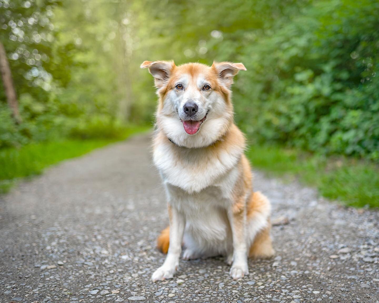 I adore this face! Meet Miss Beaners 🤩 

She is a 9 year old golden/husky mix. She&rsquo;s the sweetest, calmer girl and the best model. She was patiently posing for me and that smile just warmed my heart ❤️ isn&rsquo;t she gorgeous? 

If you&rsquo;