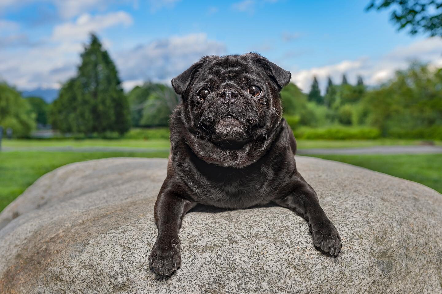 Happy Friday! Did I ever mentioned how much do I love black pugs? I&rsquo;ve always wanted one! They are gorgeous 😍

Meet Miss Portia, she was a cutie and super fun to photograph! And she&rsquo;ll be one of the doggies featured in the #squishyfacesq