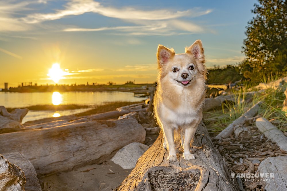 dog-photography-richmond-bc-8.jpg