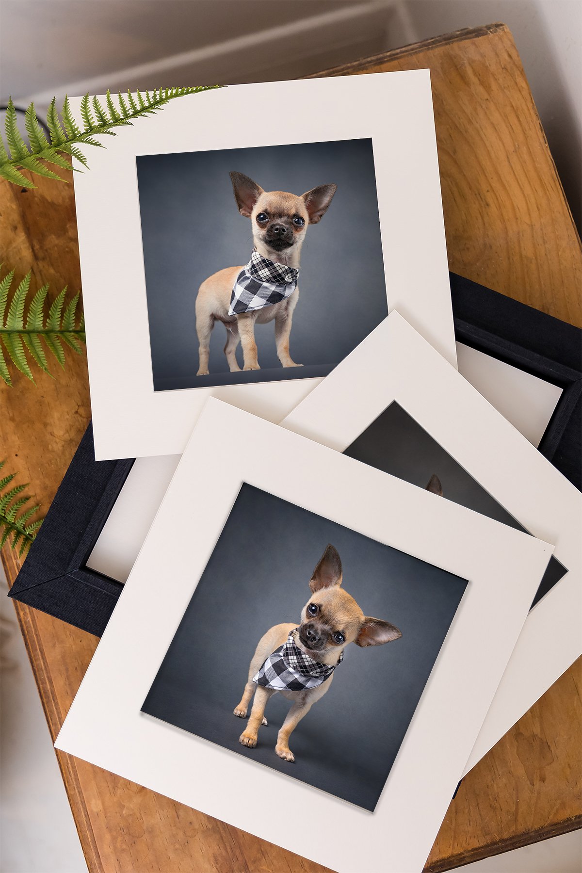 Matted_Prints_vancouver-pet-photography.jpg