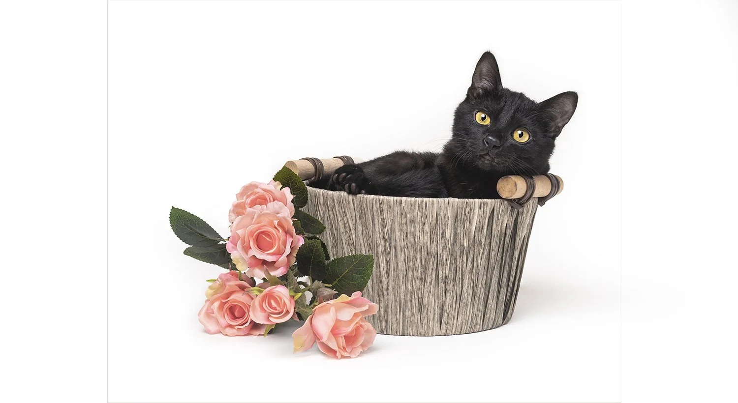 Feline-Portrait-PPOC-2.jpg
