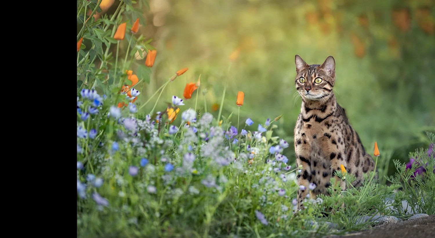 Feline-Portrait-PPOC-3.jpg