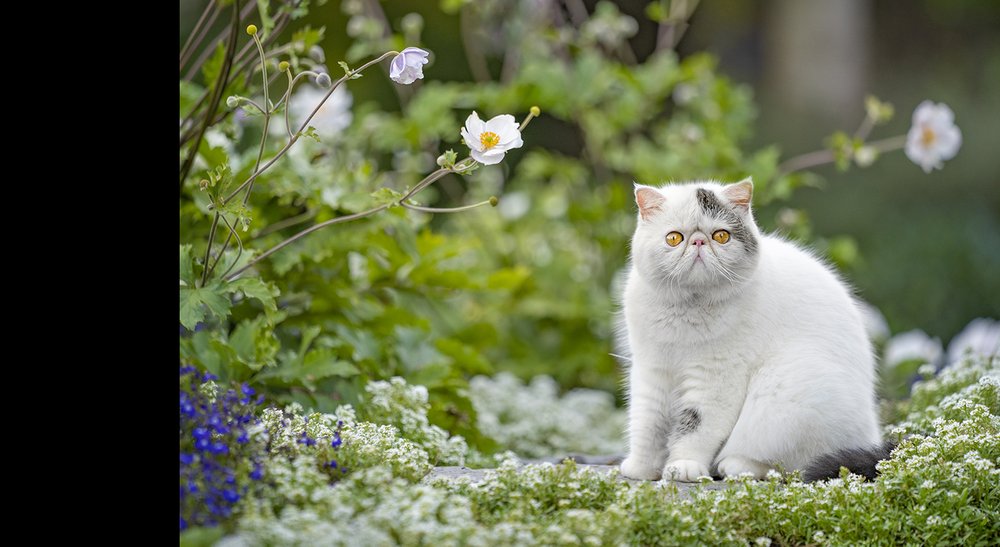 Feline-Portrait-PPOC-5.jpg