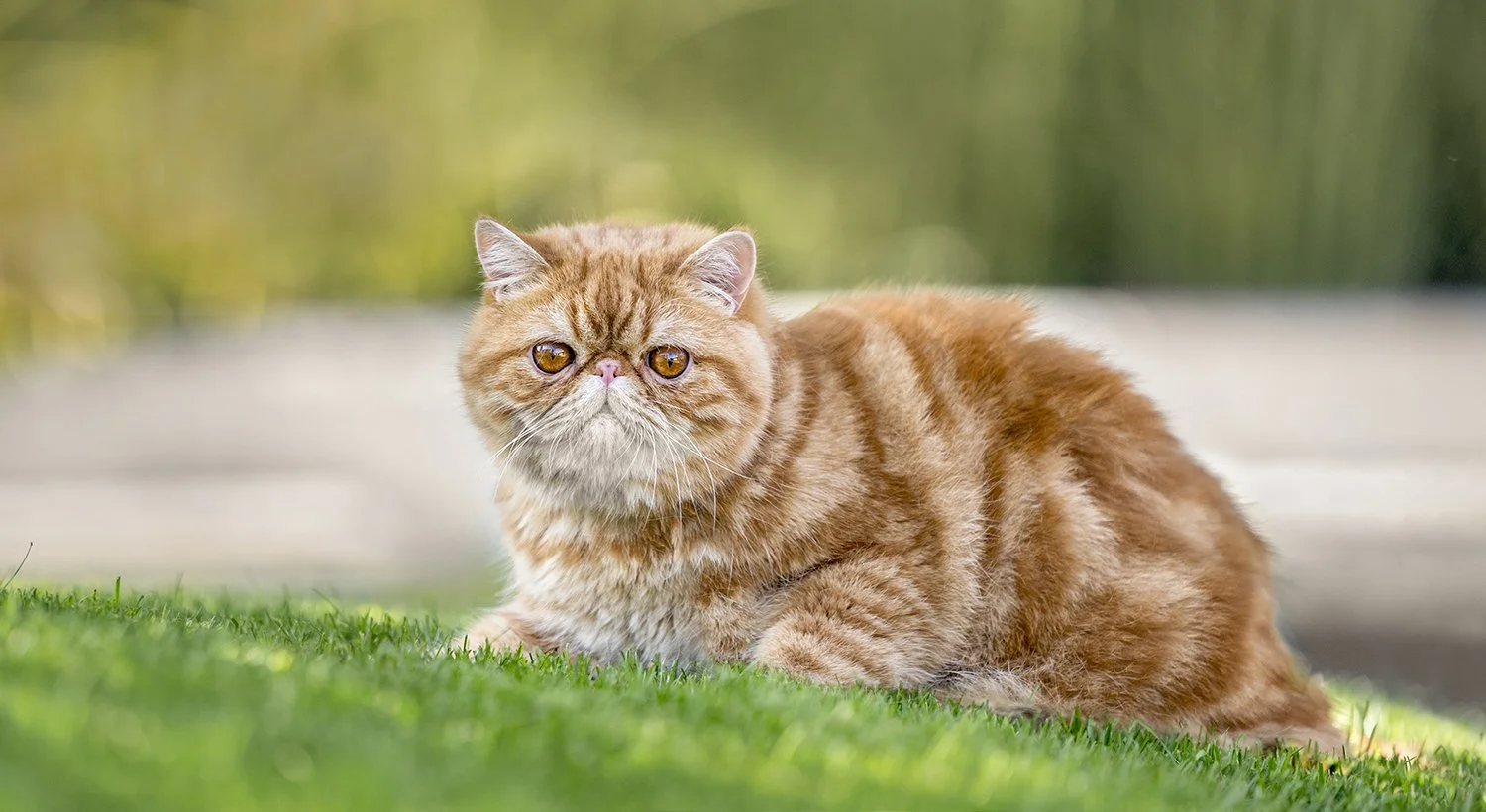 Feline-Portrait-PPOC-7.jpg