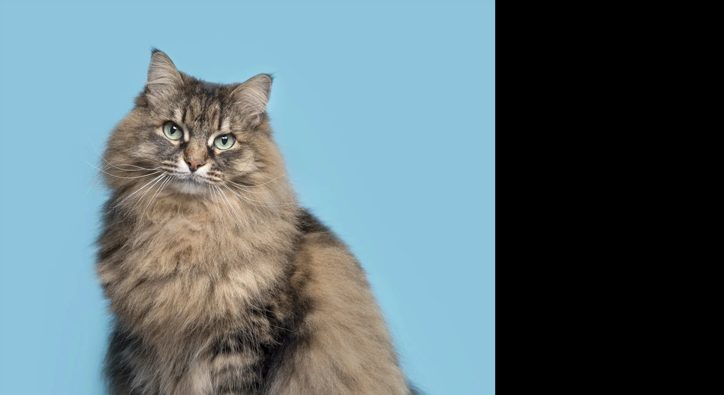 Feline-Portrait-PPOC-6.jpg