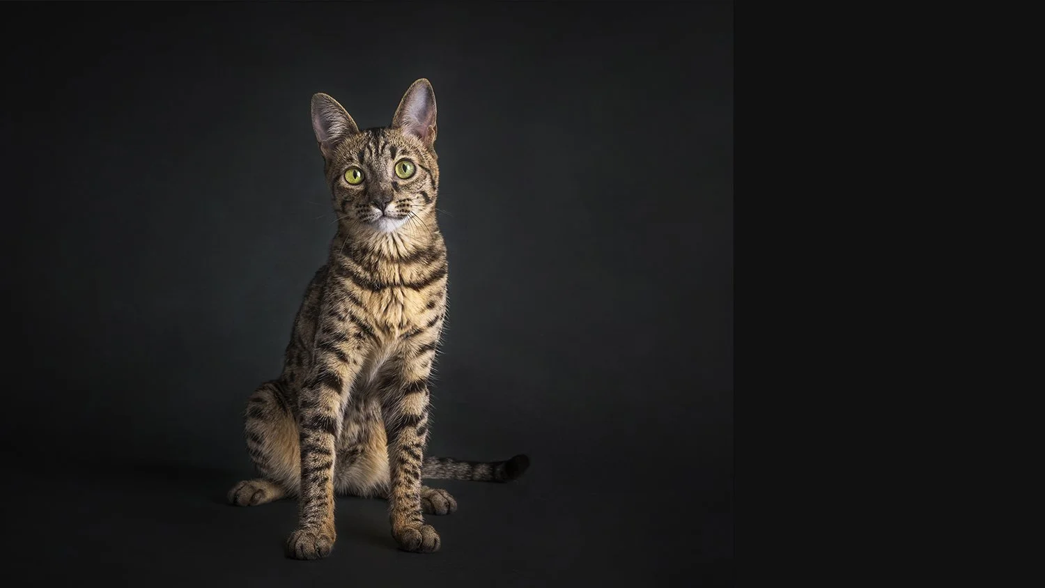 Feline-Portrait-PPOC-10.jpg