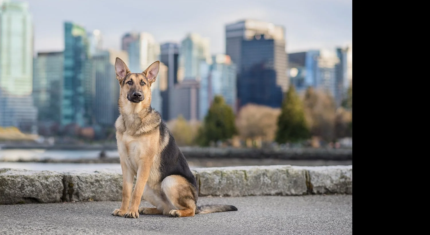 Accreditation-PPOC-Dog-Portrait-1.jpg