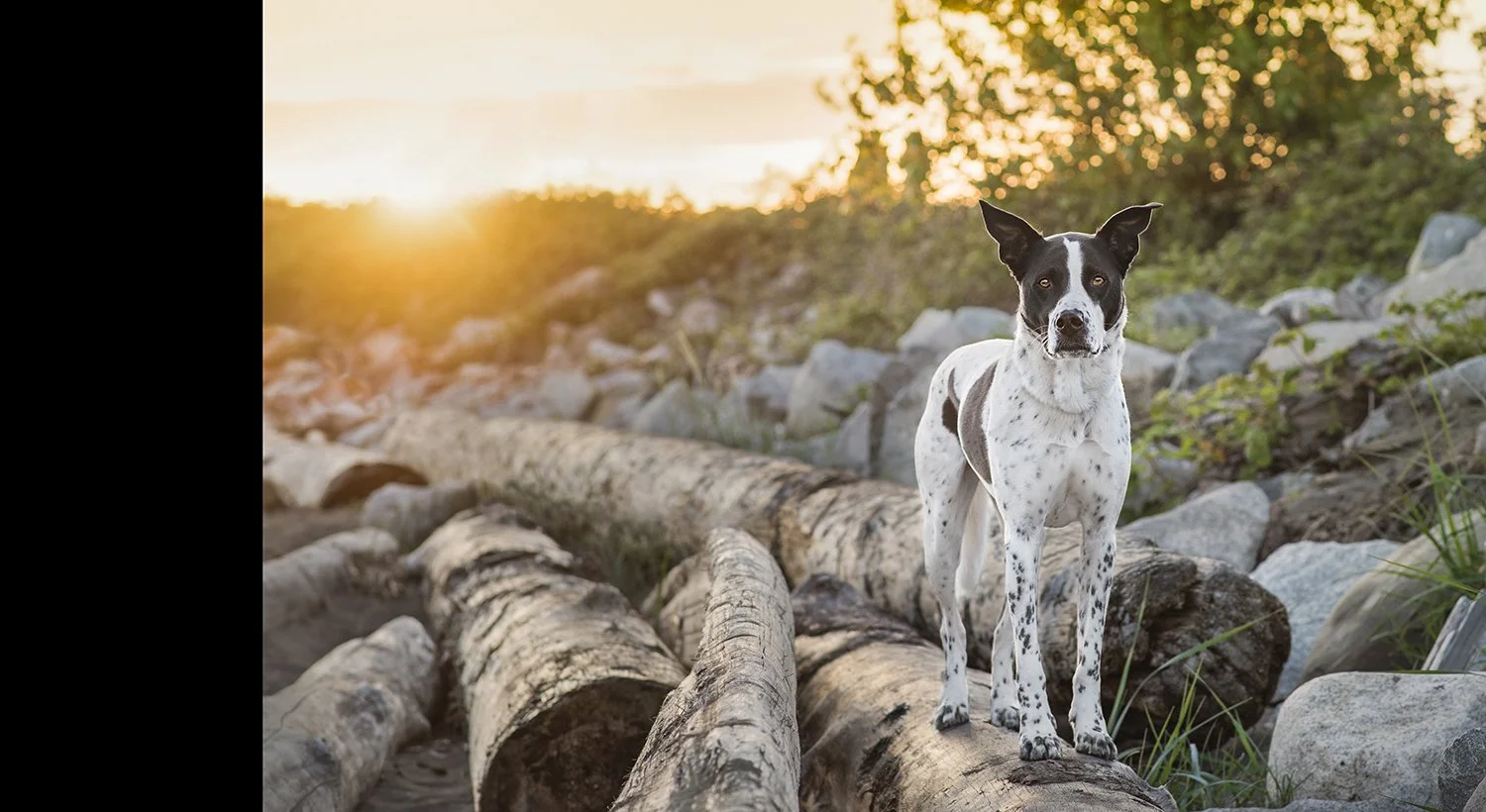 Accreditation-PPOC-Dog-Portrait-2.jpg
