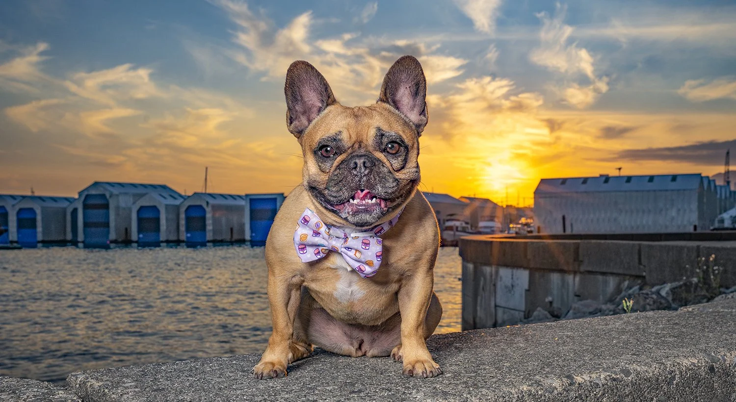 Accreditation-PPOC-Dog-Portrait-9.jpg