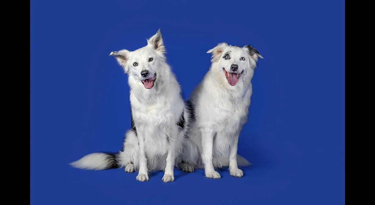 Accreditation-PPOC-Dog-Portrait-6.jpg