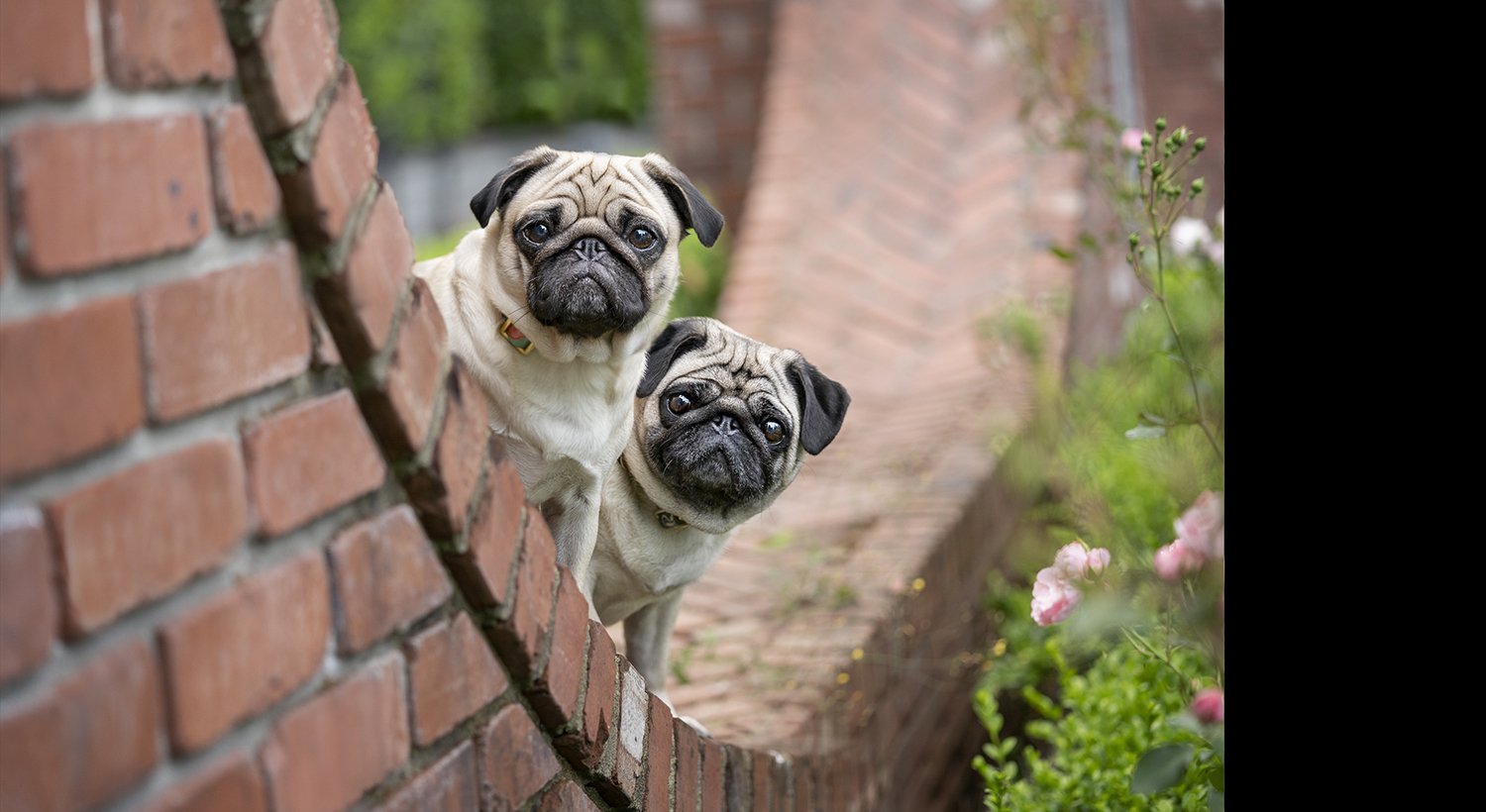 Accreditation-PPOC-Dog-Portrait-7.jpg