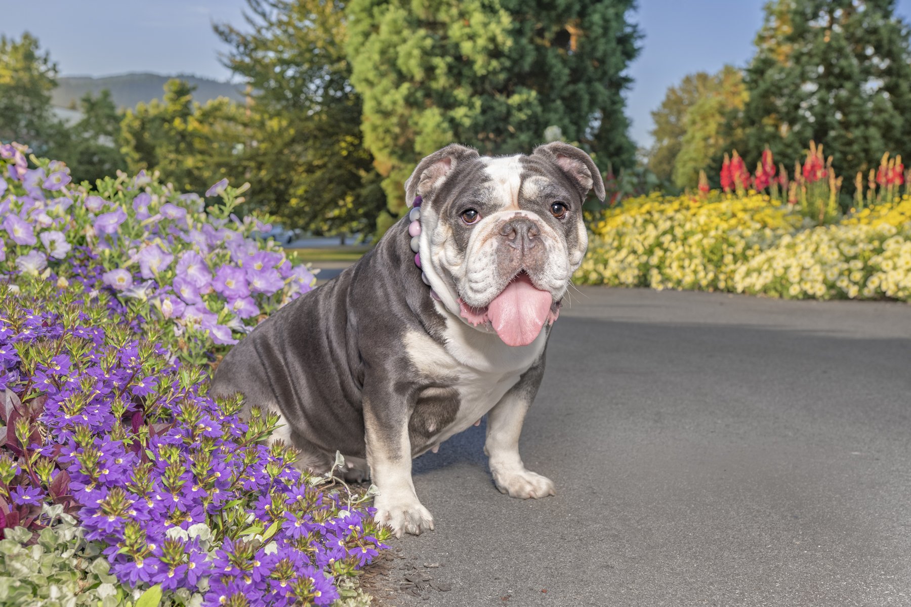 bulldog-coquitlam.jpg