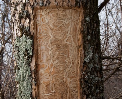 peeling-ash-bark-400x325.jpg