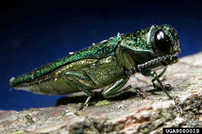 Emerald Ash Borer.jpg