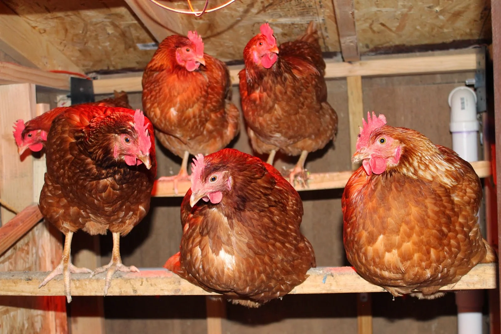 Chickens on Roost.JPG