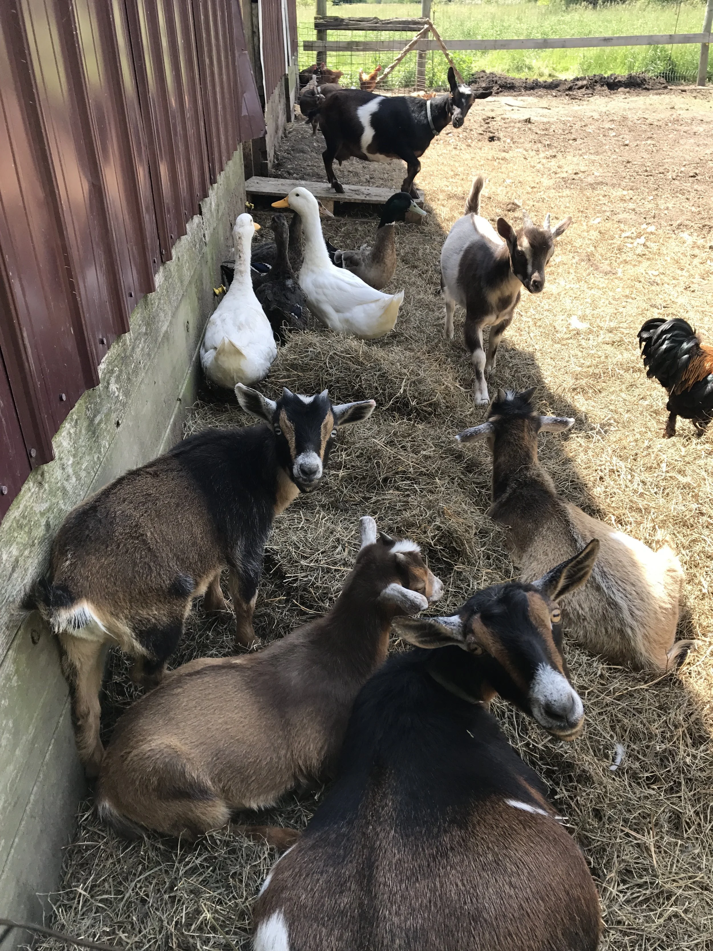 animal drama — ssl family farm