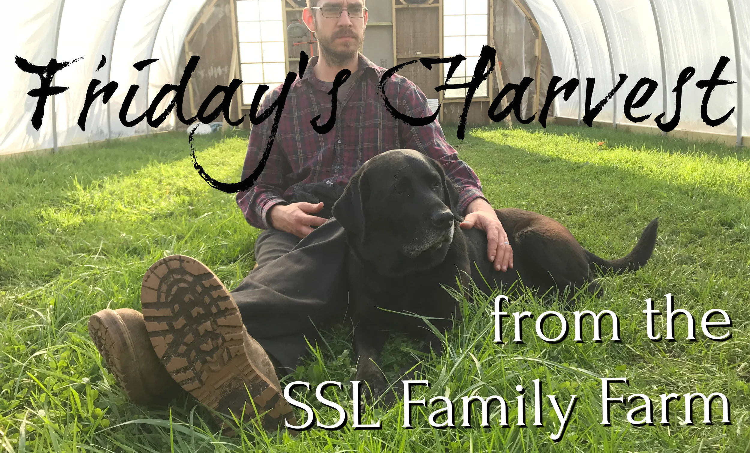 Fridays Harvest Thumbnail.jpg