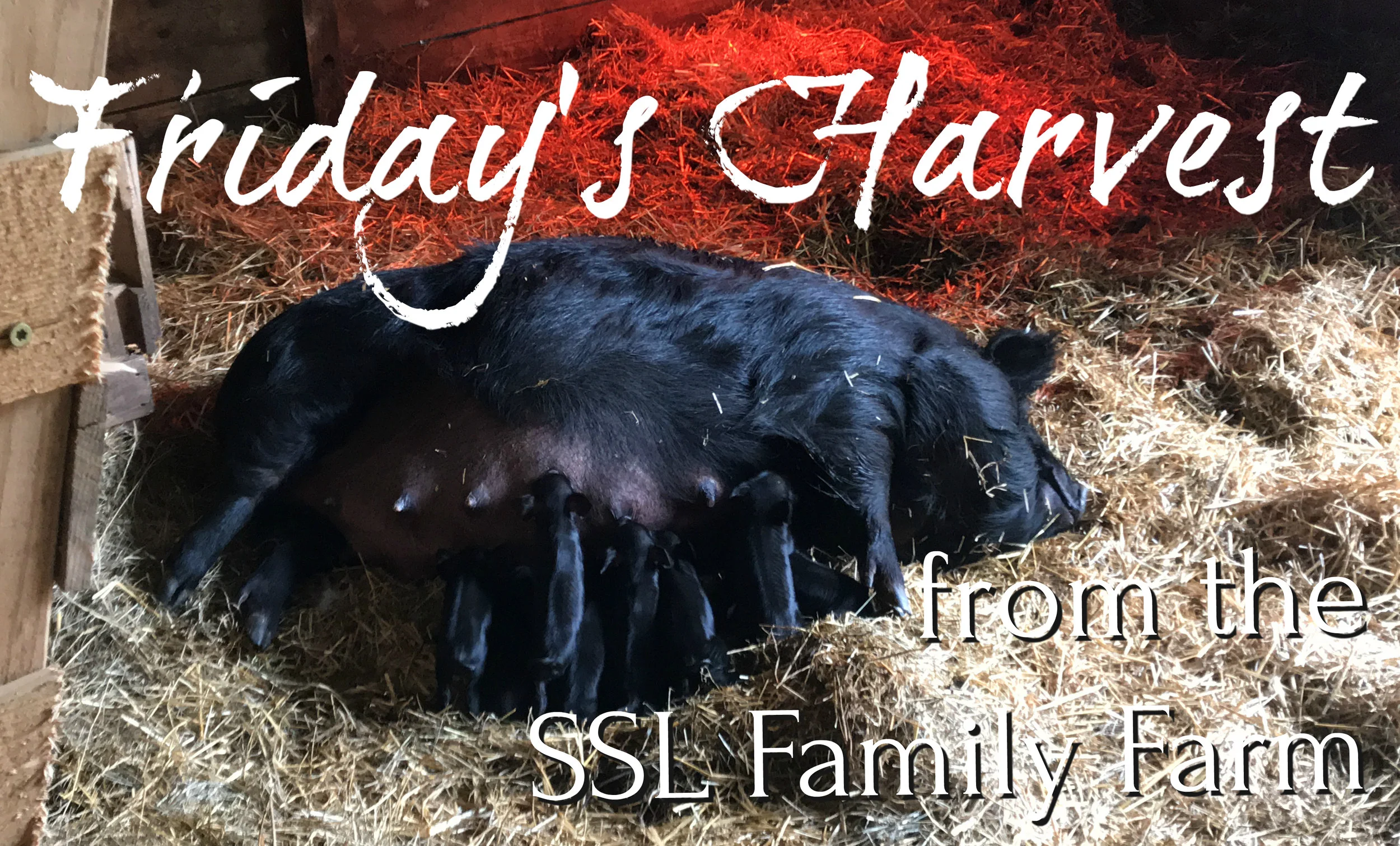 Fridays Harvest Thumbnail 060118.jpg