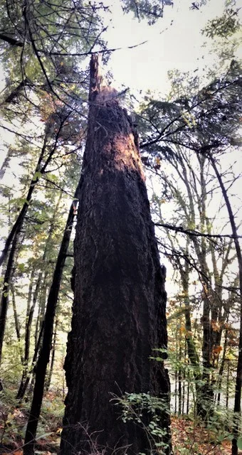 snag trees make a great home