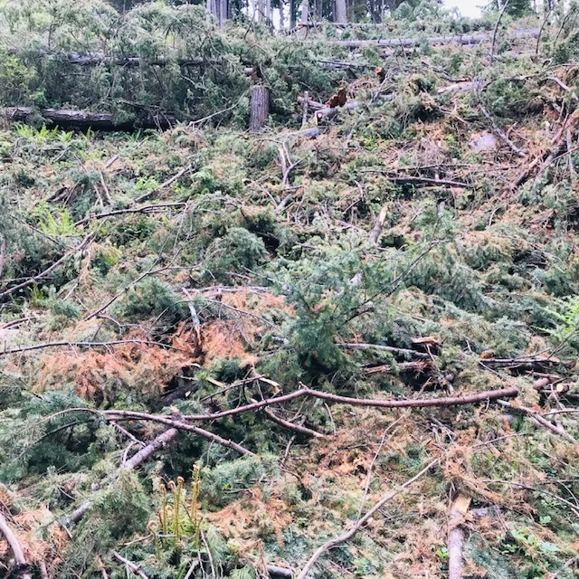 a hillside where all trees were cut down. The resulting slash is a wildfire risk. THIS area will require more maintenance to reduce wildfire fuels. leaving some trees as a canopy helps to slow brush growth.