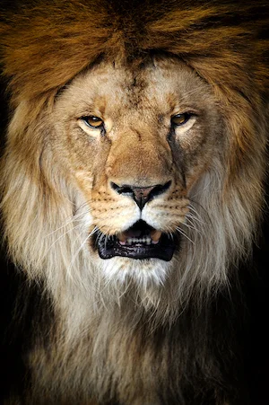 photodune-10556366-lion-m-3.jpeg