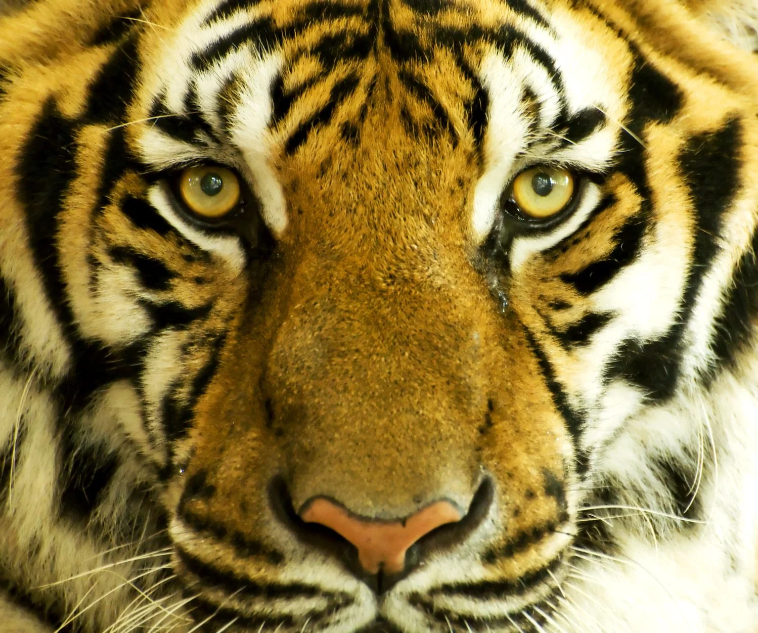 Tiger_13555355_ml.jpg