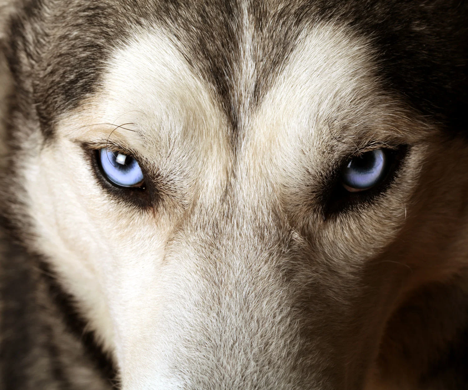 Wolf_53955004_ml.jpg