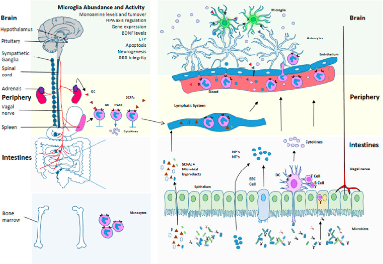 Schematic for microbiota regulation of neuroinflammation and HPA axis activity. 