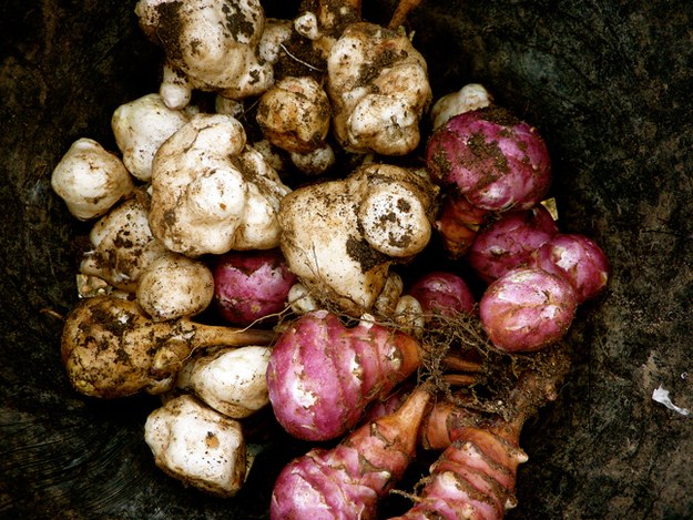 Jerusalem artichoke, a root vegetable. Adapted from Bon Appetite magazine