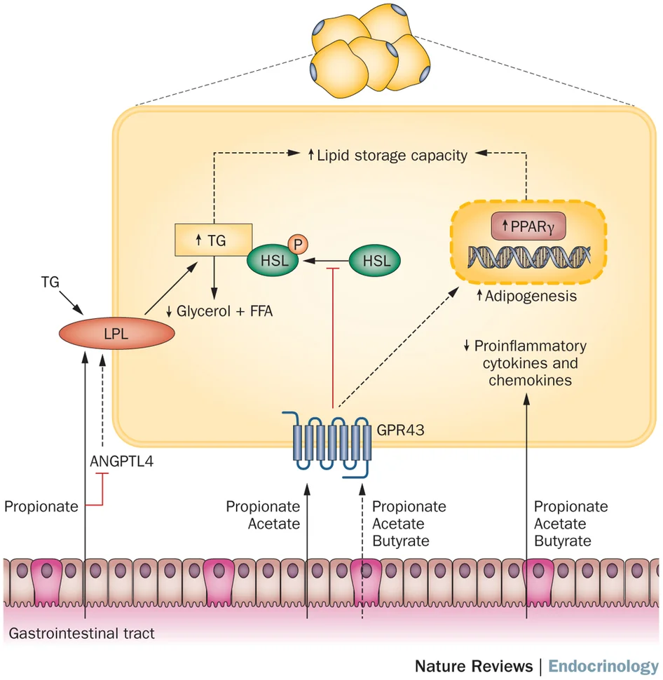 Short-chain fatty acids are in control of body weight & insulin sensitivity. Adapted from Nature Reviews Endocrinology, 2015