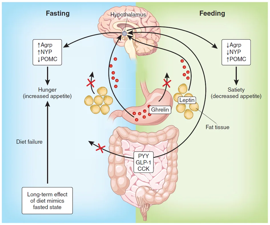 adapted from " Shedding pounds after going under the knife: Guts over glory—why diets fail " published in Nature Medicine 2012