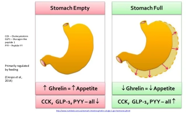 appetite regulation.jpg