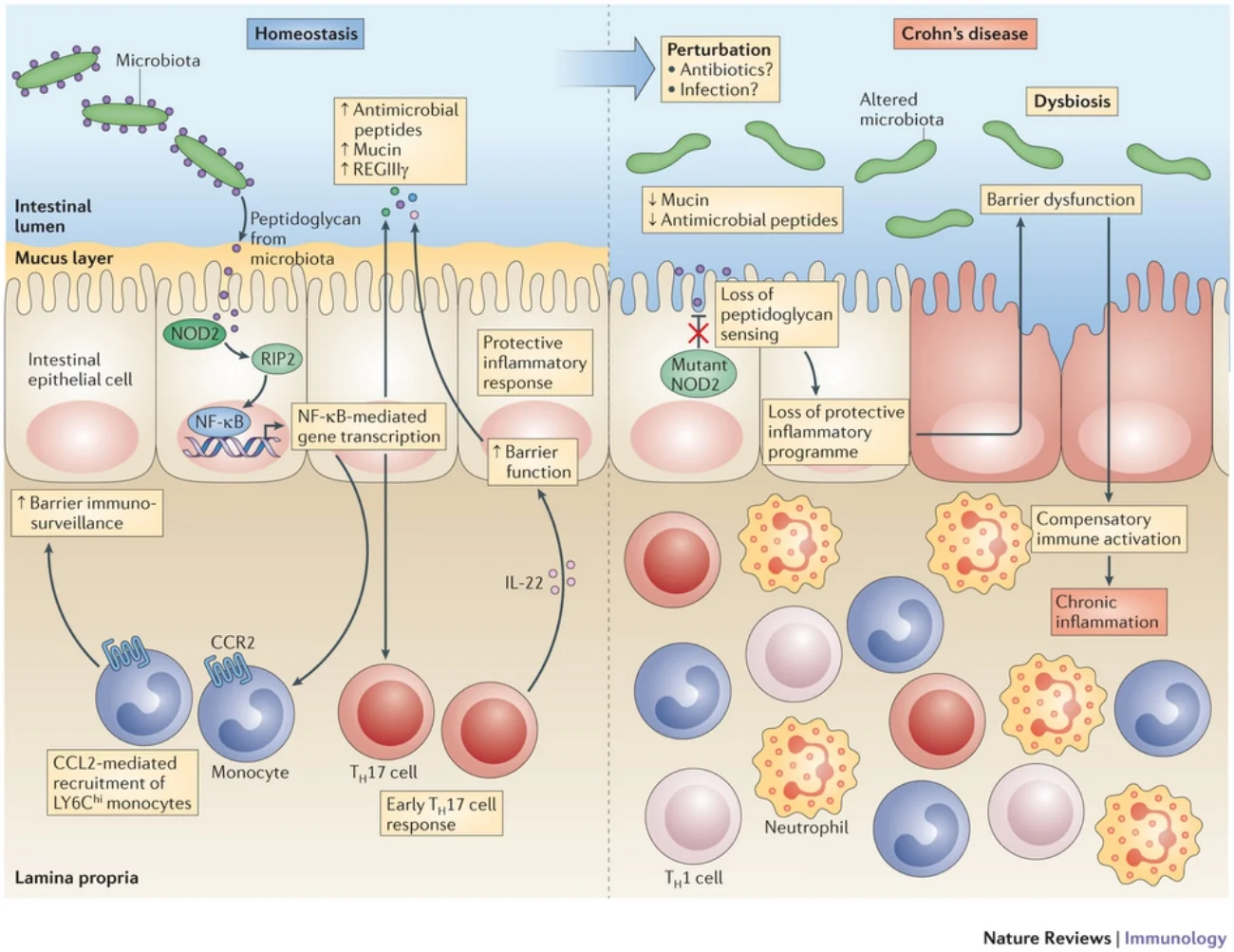 adapted from Nature Reviews