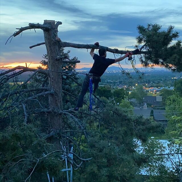 I&rsquo;m gonna go out on a limb here (pun intended) and say that there&rsquo;s nothing Clayton and my dad can&rsquo;t do! Especially with climbing gear + chainsaws. 🌲🪓#myveryowncharlesingalls #dadstrailworkskillscominginhandy #nowourviewisevenmore