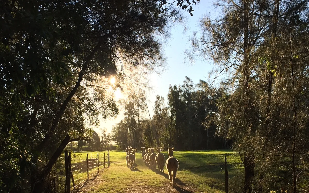 Cardiff Alpacas, North Coast — Visit My Farm