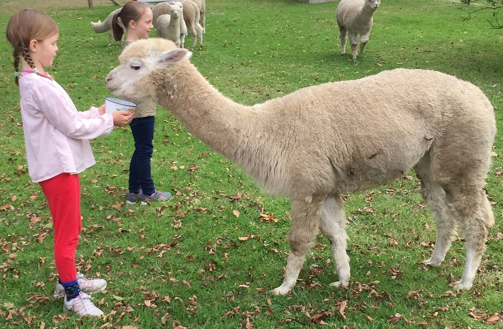 Cardiff Alpacas, North Coast — Visit My Farm