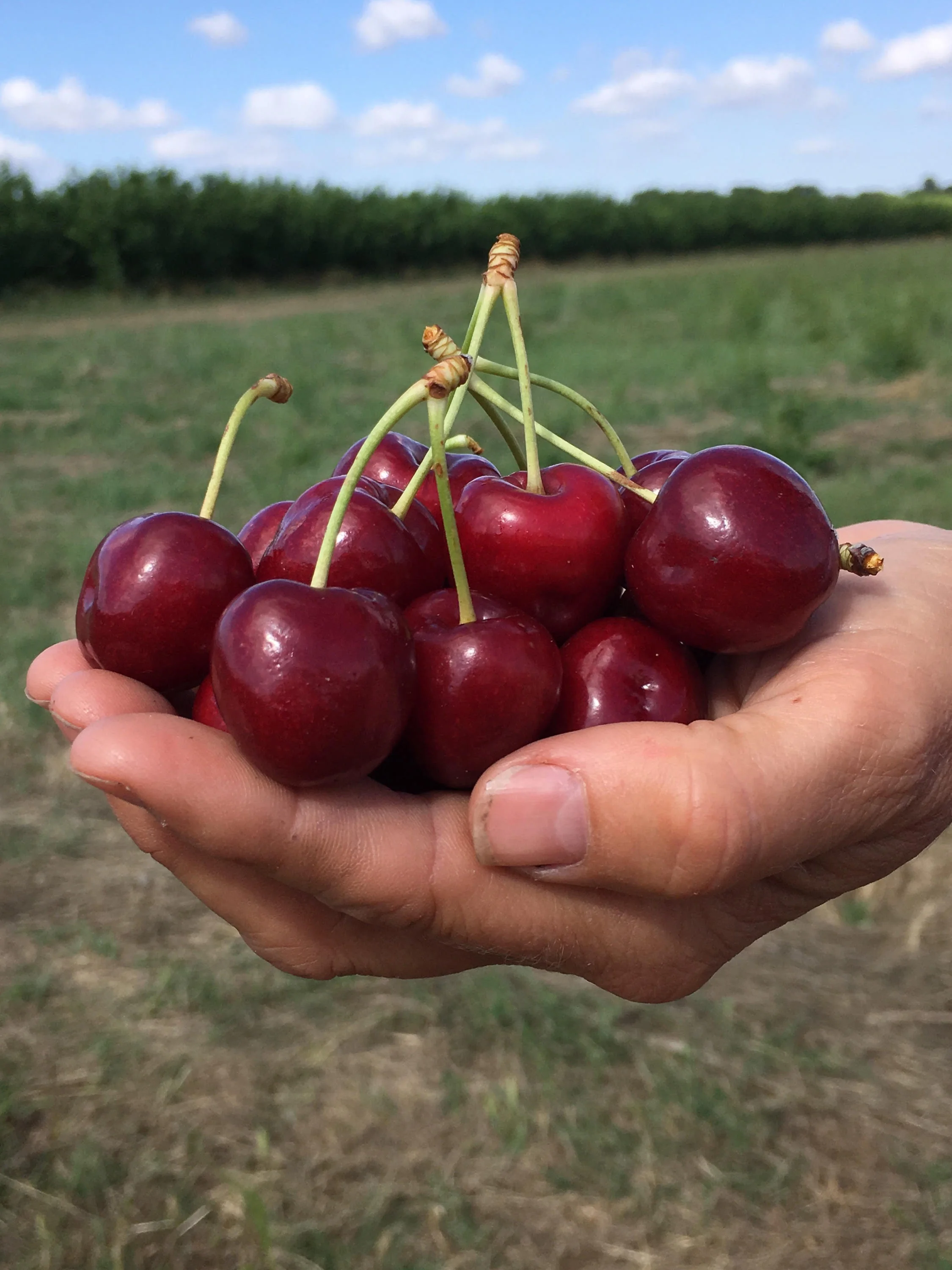 Roth Family Orchard, Mudgee — Visit My Farm