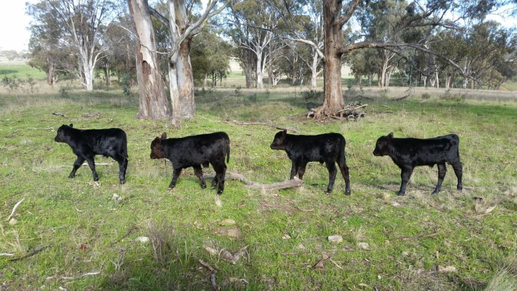 Spring calves.jpg