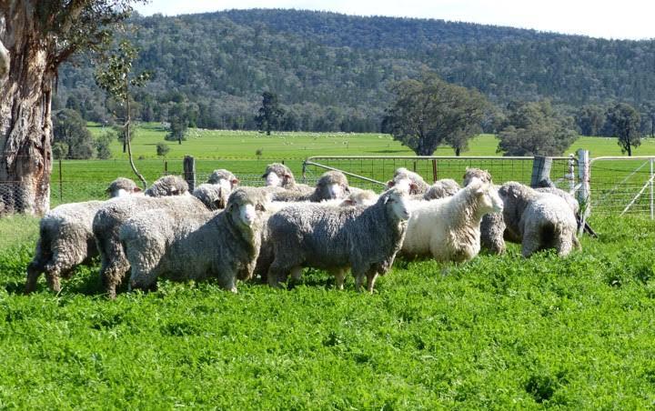 Visit My Farm - Round Range, Eugowra NSW
