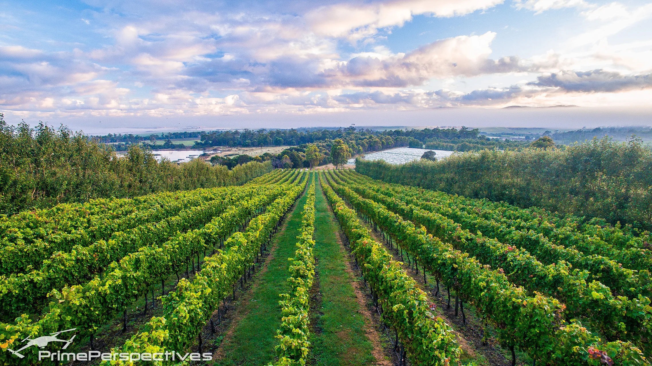 Tamar Vinyard | Wines For Joanne