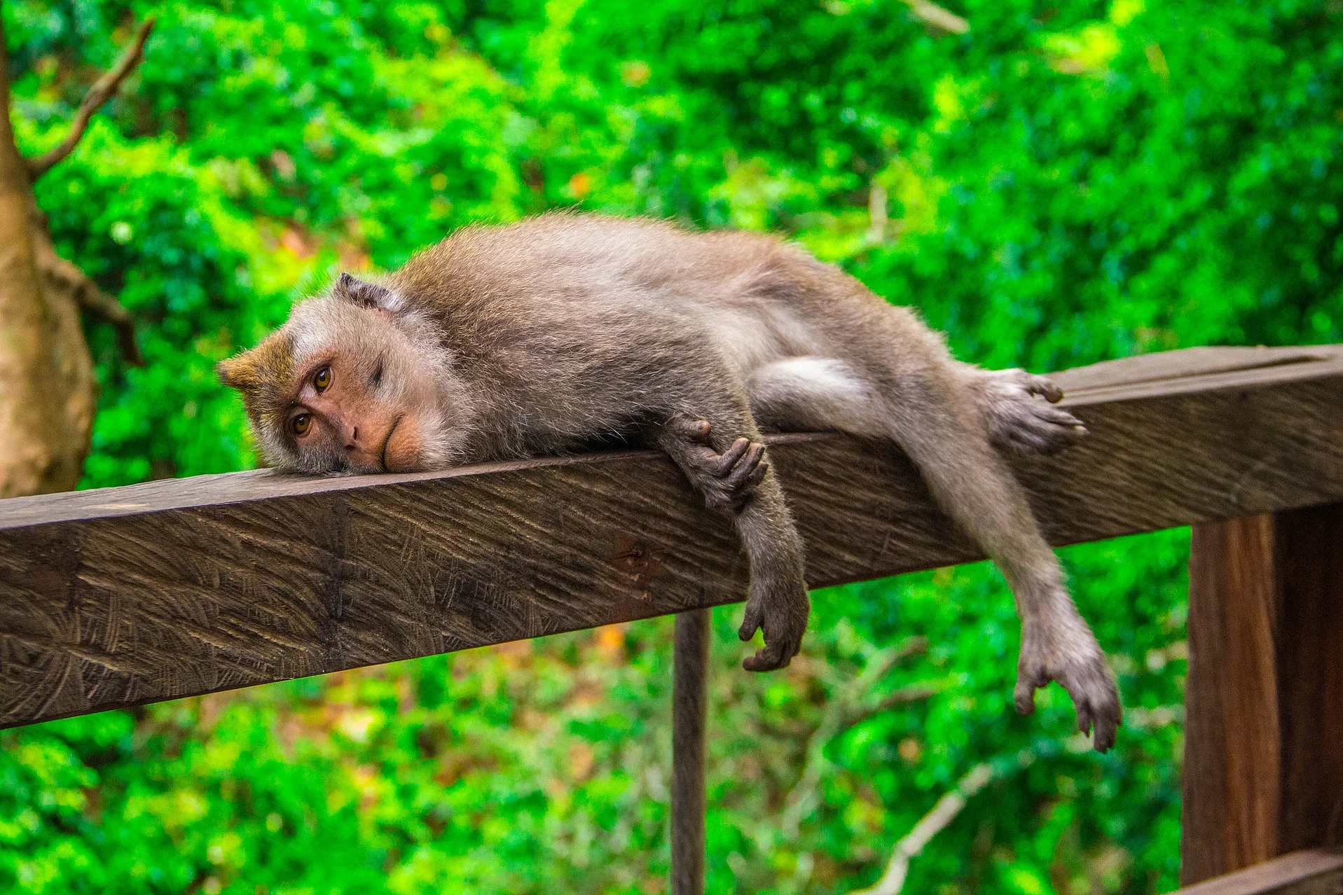 City Park Monkeys | Animal Photography Launceston