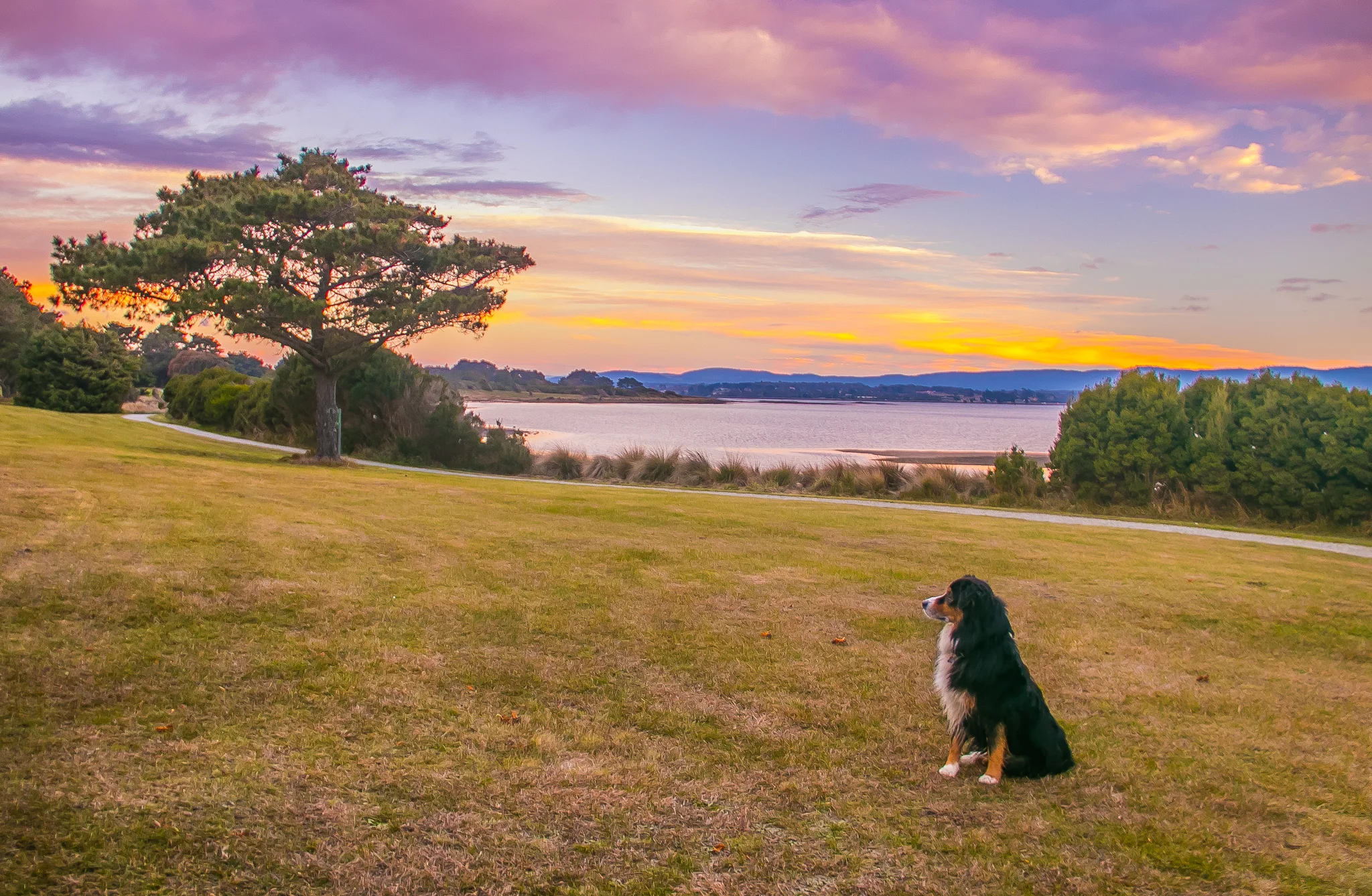 Animal Portrait Photography Launceston