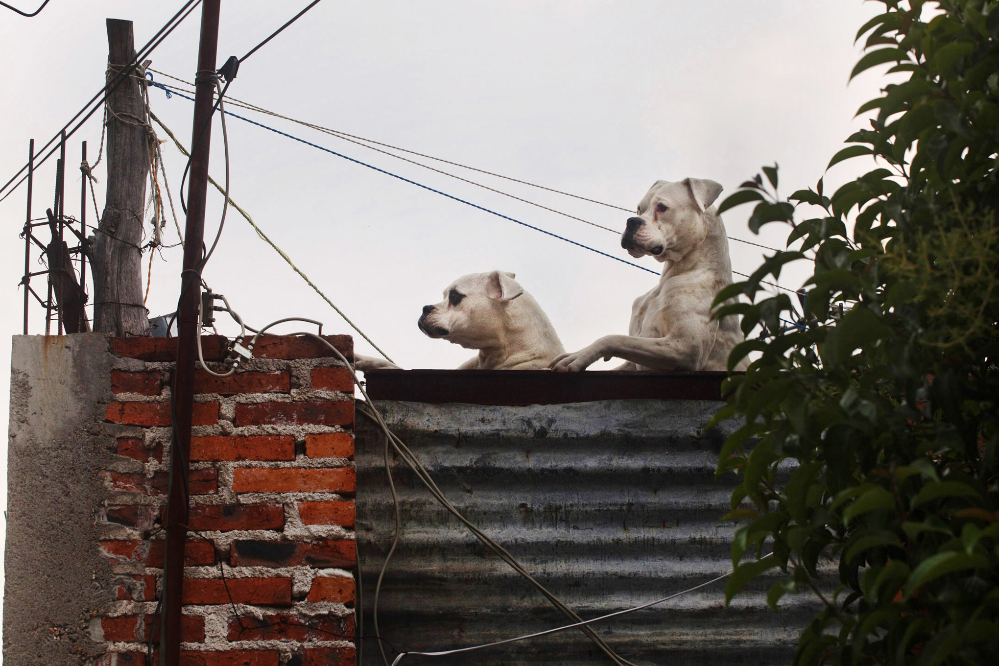 roof dogs-16.jpg