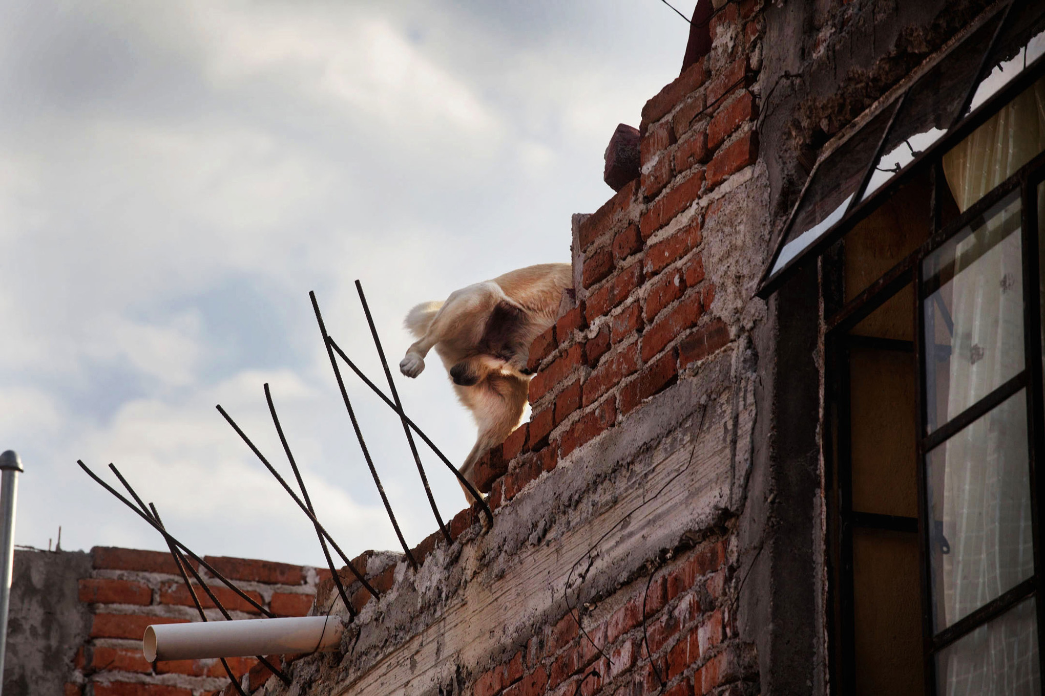 roof dogs-5.jpg