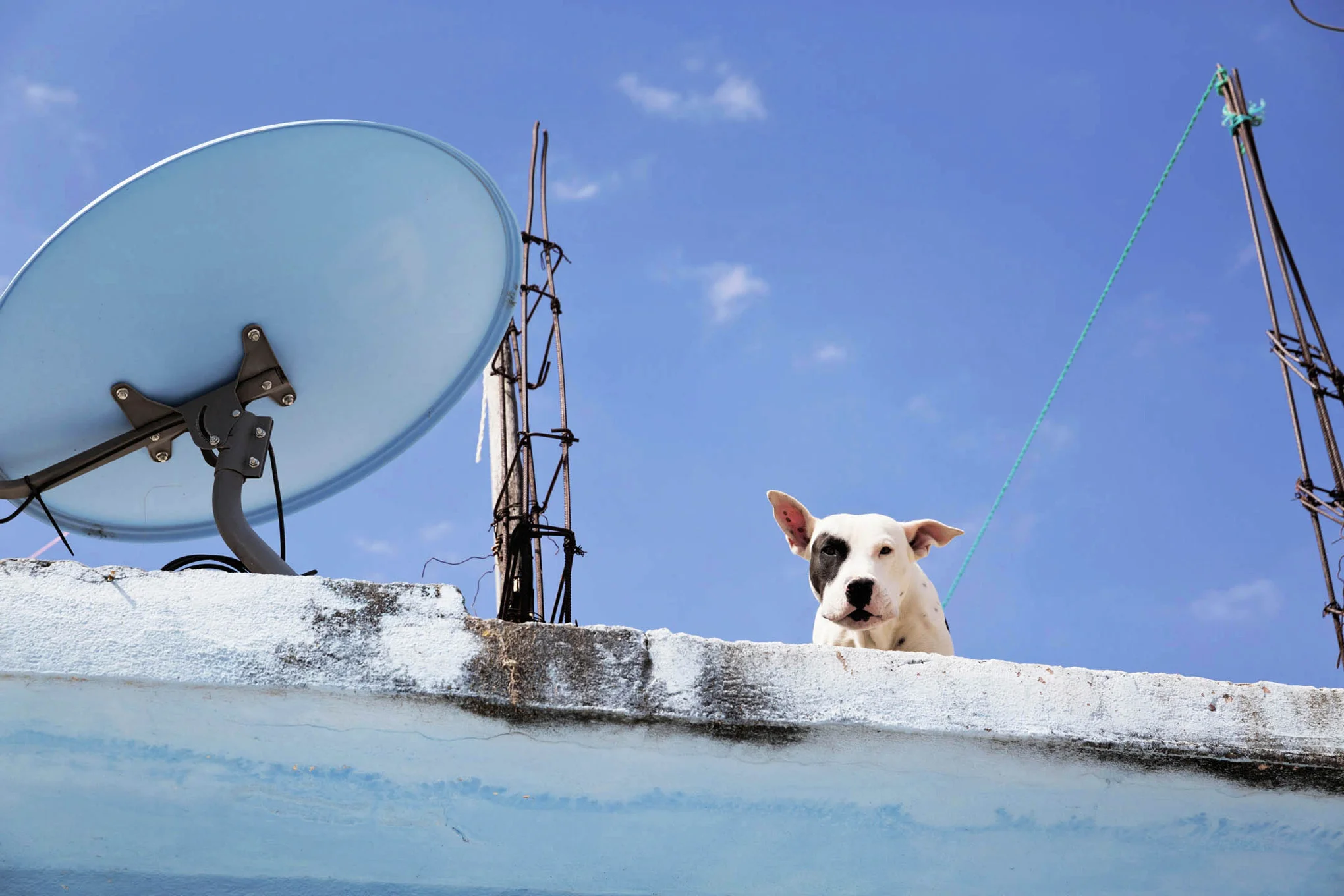 roof dogs-6.jpg