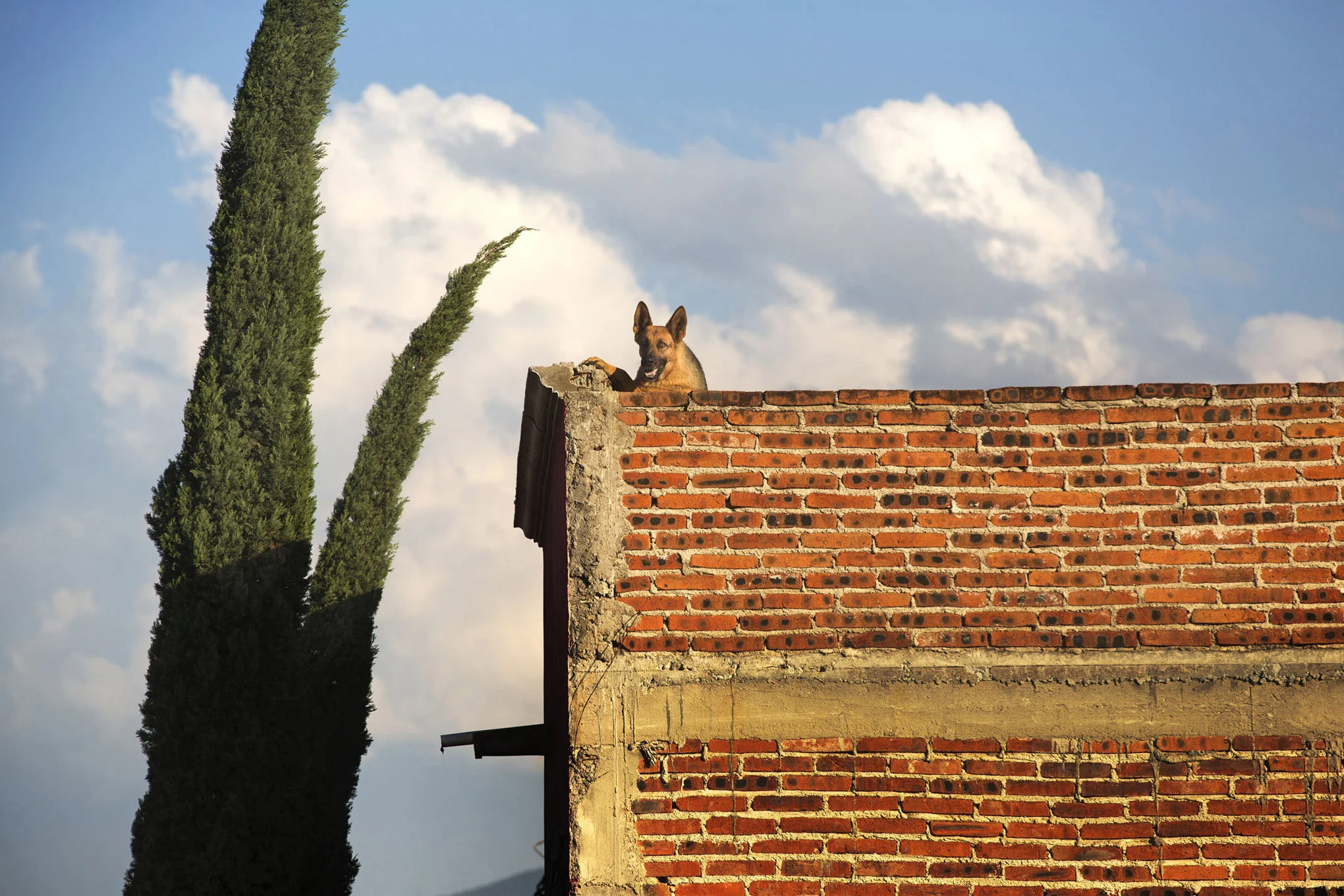 DOGS_#10.jpg