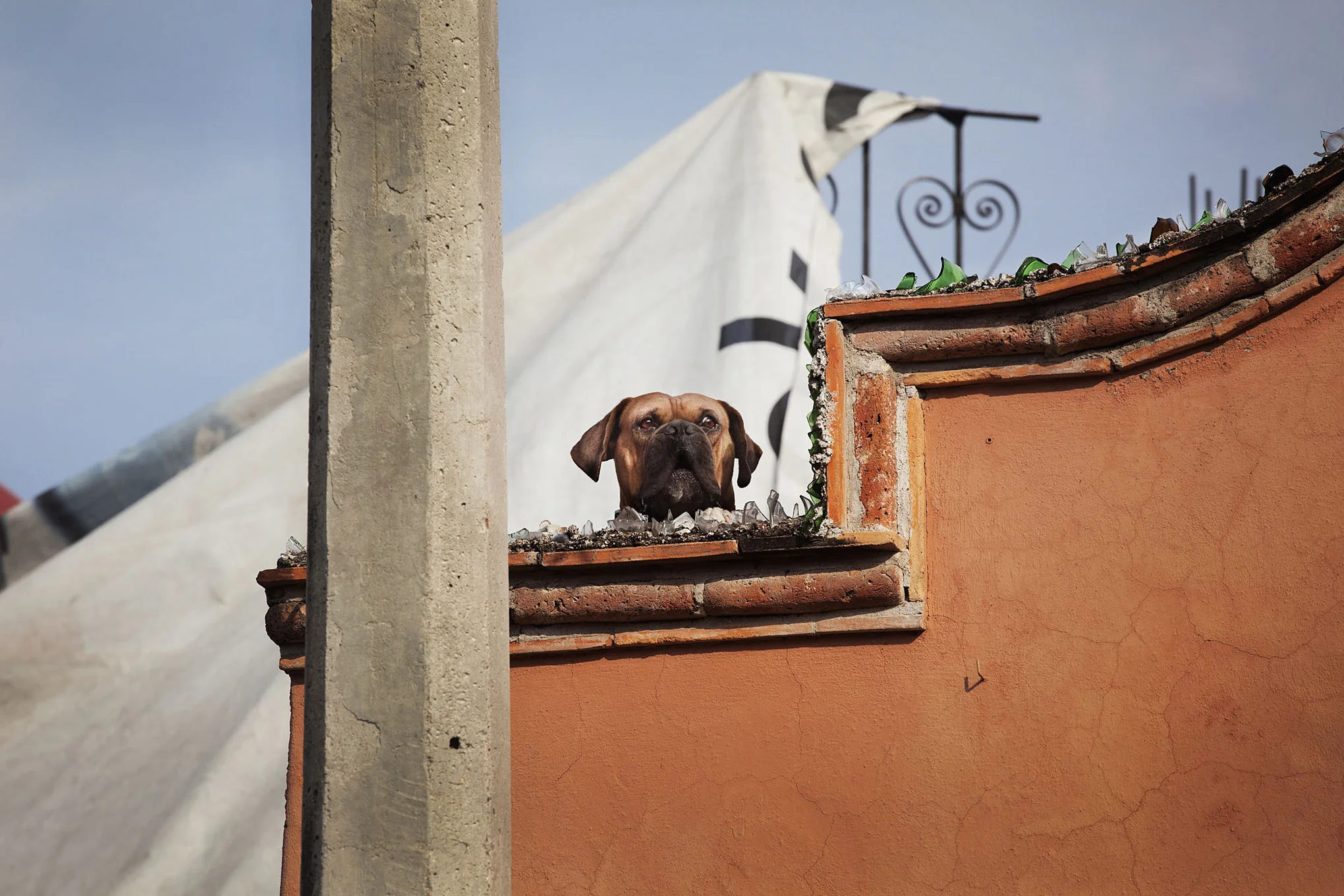 roof dogs-20.jpg