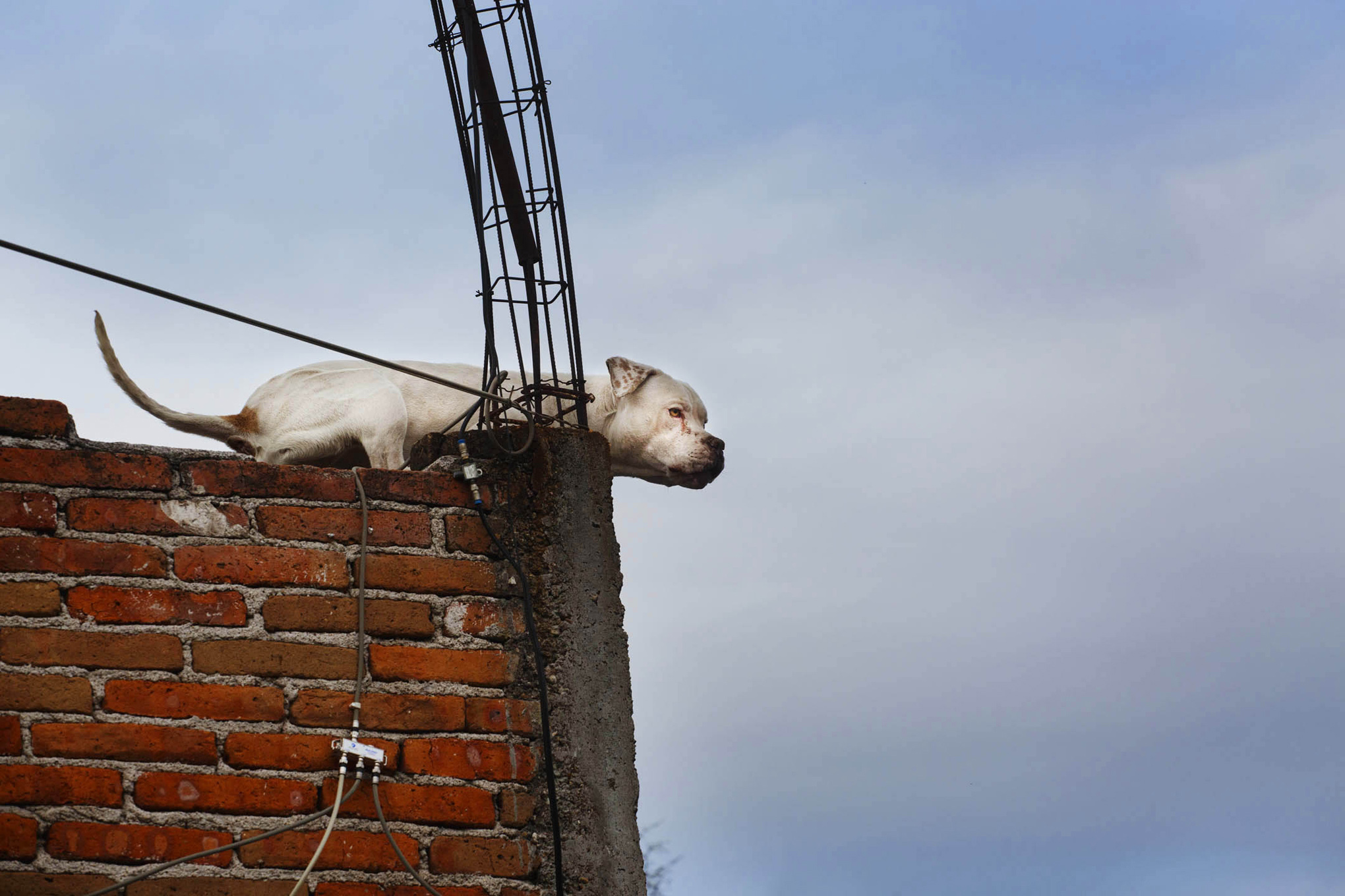 roof dogs-14.jpg