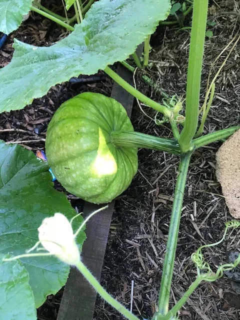 pumpkin.jpg